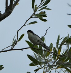 Microspingus melanoleucus