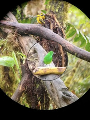 Chlorochrysa phoenicotis