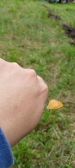 Tegosa
