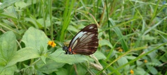Pieriballia