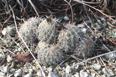 Coryphantha sulcata