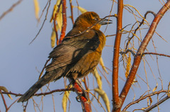 Quiscalus mexicanus