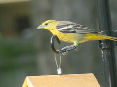Icterus galbula