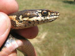 Masticophis lateralis lateralis