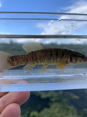 Umbra limi