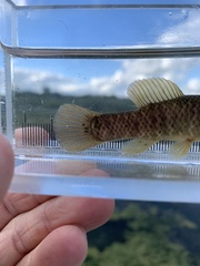 Umbra limi