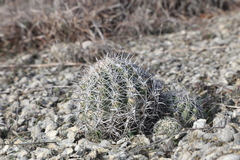 Coryphantha sulcata