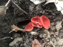 Sarcoscypha occidentalis