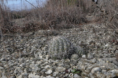 Coryphantha sulcata