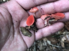 Sarcoscypha occidentalis