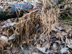 Microstegium vimineum