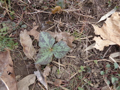 Trillium sessile