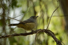 Thamnophilus caerulescens