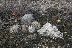Coryphantha sulcata