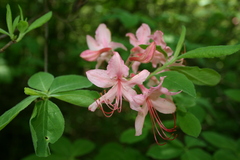 Rhododendron prinophyllum
