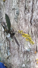 Trichocentrum pumilum