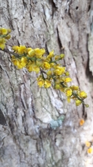 Trichocentrum pumilum