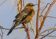 Quiscalus mexicanus