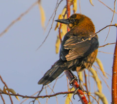 Quiscalus mexicanus
