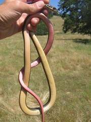 Masticophis lateralis lateralis