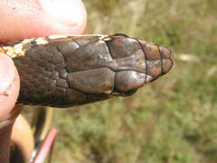 Masticophis lateralis lateralis