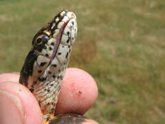 Masticophis lateralis lateralis