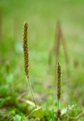 Plantago virginica
