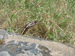 Masticophis lateralis lateralis