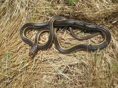 Masticophis lateralis lateralis