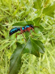 Diamma bicolor