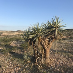 Yucca baccata brevifolia