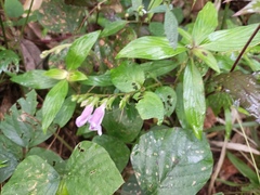 Asystasia dalzelliana