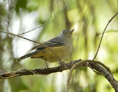 Thamnophilus caerulescens