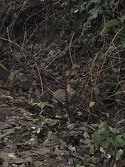 Oryctolagus cuniculus