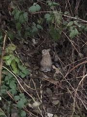 Oryctolagus cuniculus