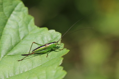 Conocephalus dorsalis
