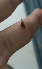 Enchenopa squamigera