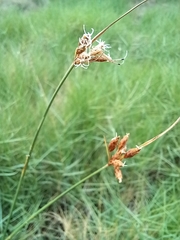 Fimbristylis ferruginea
