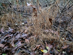 Microstegium vimineum