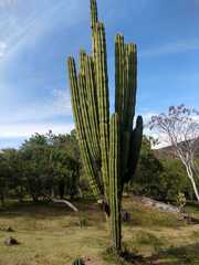 Pachycereus pecten-aboriginum