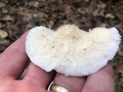 Tyromyces galactinus