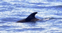 Delphinidae
