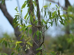 Chrysococcyx basalis