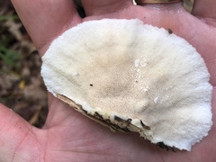 Tyromyces galactinus