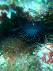 Sanopus splendidus