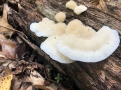 Tyromyces galactinus