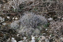 Coryphantha sulcata