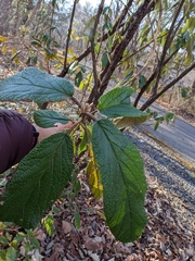 Viburnum rhytidophyllum