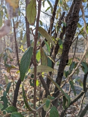 Viburnum rhytidophyllum