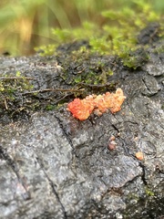 Arbutus menziesii